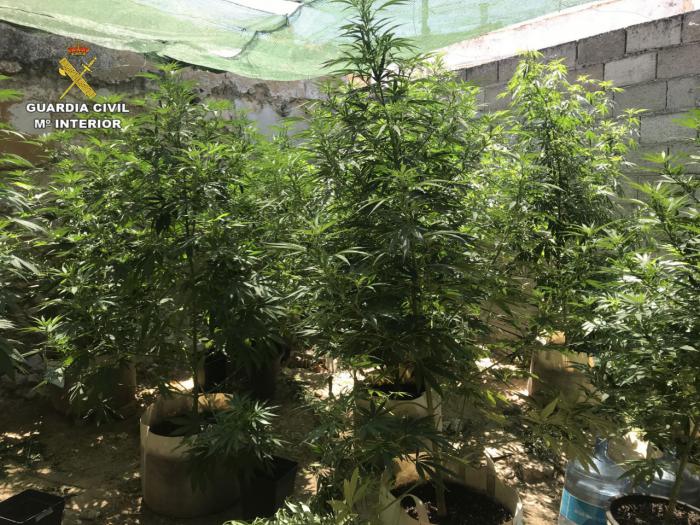 Detenidas dos personas por cultivo de marihuana en Saelices