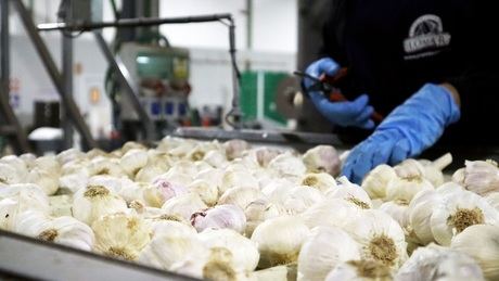 Grupo Lomar alcanza los 60 millones de facturación en un contexto de fuerte presión en el sector hortícola