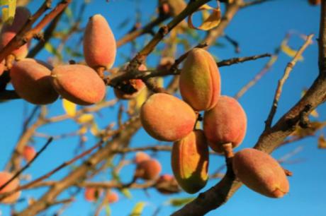 Incrementa un 121% la previsión de cosecha de almendra en Castilla-La Mancha