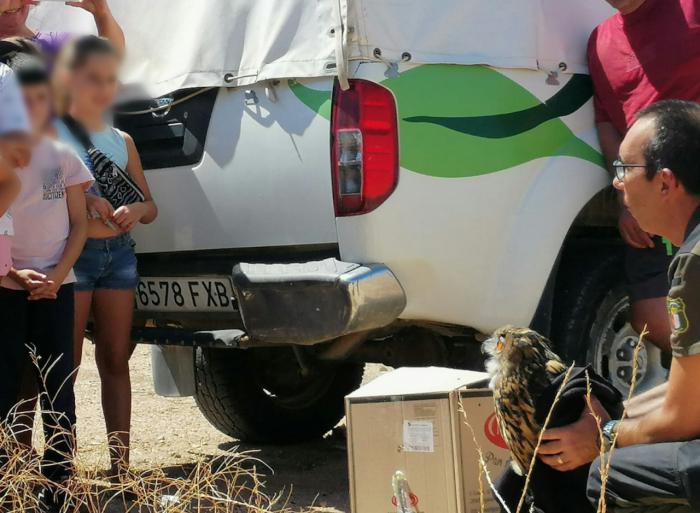 “Almendrita”, la hermosa hembra de búho real que levantó hoy el vuelo tras ser operada y recuperada en el centro agroambiental de “El Chaparrillo”