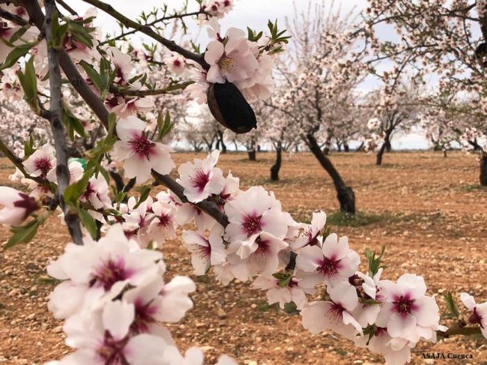 Agricultores de La Manchuela alertan del riesgo de la avispilla para el cultivo del almendro y piden a la Administración medidas para evitar que se propague la plaga