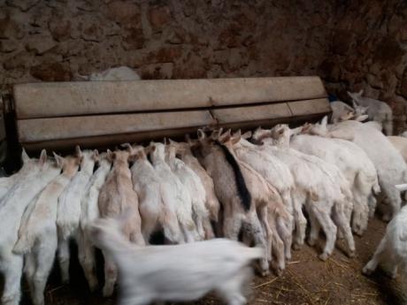 ASAJA alerta de la grave situación que viven los ganaderos de ovino y caprino ante la imposibilidad de vender sus animales