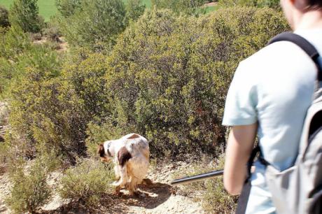 Cazadores y agricultores se coordinan en Cuenca ante los daños del conejo de monte