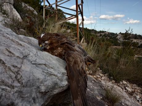 ADENSVA denuncia la mortalidad de águilas y otras rapaces debido a la peligrosidad de los tendidos eléctricos en la provincia