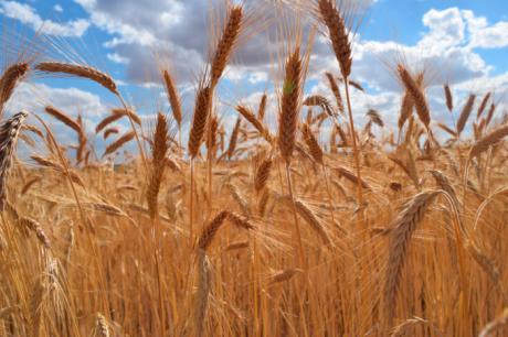 Alrededor de un 25 por ciento de los jóvenes que se incorporan a la agricultura en la provincia son mujeres