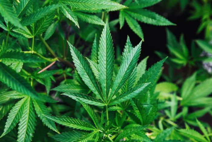 Explorando el mundo de las semillas de cannabis: tipos, usos y beneficios