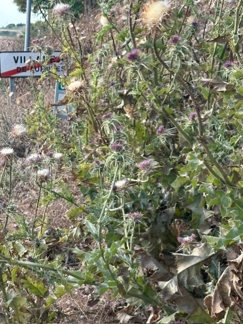 Carretera CM-3009