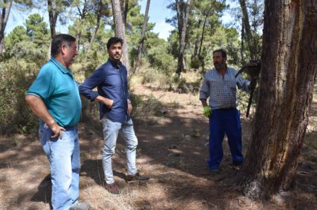 La Diputación de Cuenca abre una convocatoria de ayudas para fomentar la actividad resinera