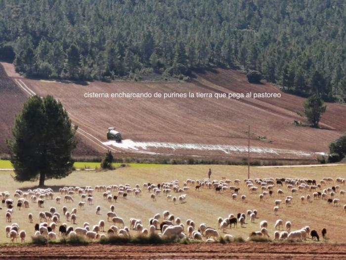 Pueblos Vivos Cuenca sigue esperando una respuesta de la Diputación para que apoye a los municipios contra la ganadería industrial