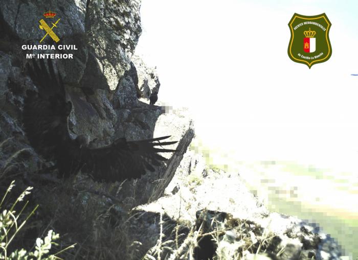 La Guardia Civil ha investigado a una persona al poner en peligro una cría de águila real catalogada como especie protegida