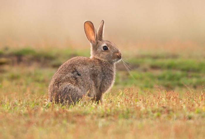 UPA urge a la Junta que cumpla sus compromisos para frenar los daños provocados por los conejos
