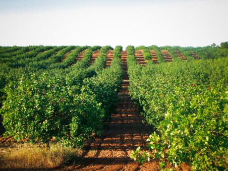 Castilla-La Mancha ha triplicado la superficie cultivada de pistacho en lo que va de legislatura