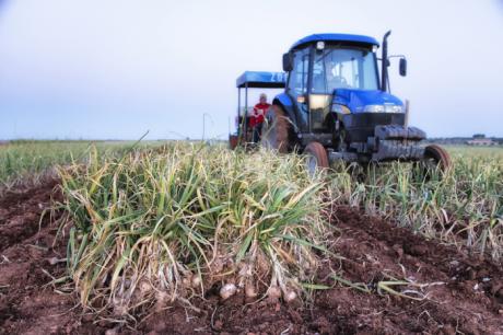 CCOO denuncia las condiciones de las trabajadoras del sector del ajo
 