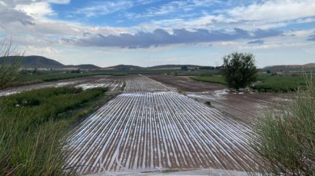 Las tormentas provocan daños en hortalizas. Se espera más el fin de semana