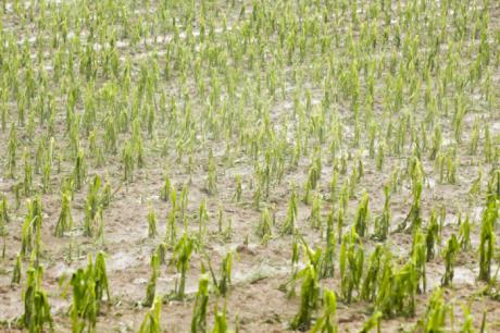 Calculan que unas 500 hectáreas se vieron afectadas ayer por la fuerte tormenta en Graja de Iniesta y Minglanilla