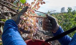 El sector del pistacho se siente utilizado con precios cada vez más bajos