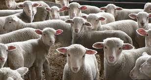 La Comisión Europea declara a Albacete, Cuenca y Guadalajara “libres de brucelosis” ovina