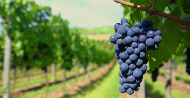 Castilla-La Mancha finaliza el año vitícola con 33,8 millones abonados en la reestructuración de 7.539 hectáreas de viñedo