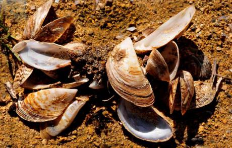 Ecologistas en Acción advierte de la "extrema gravedad" del mejillón cebra en el embalse de Alarcón