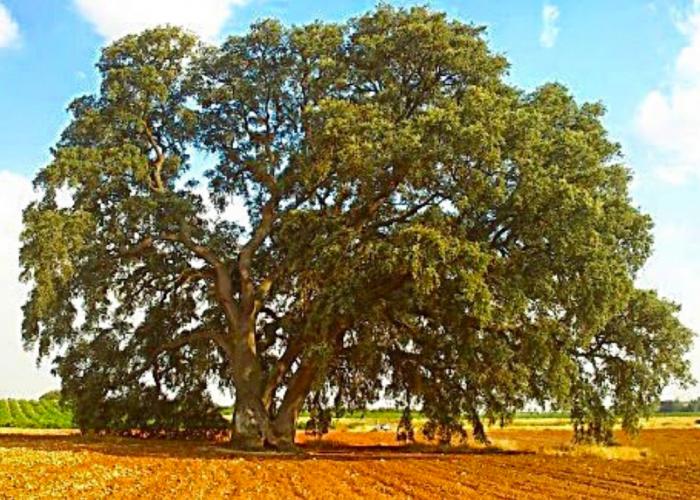 La Encina de Mota del Cuervo declarada “árbol singular”