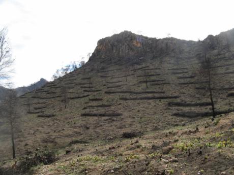 La aplicación de medidas de restauración inmediatas tras un incendio forestal disminuye su impacto ecológico