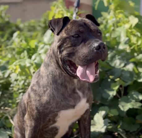 Fighter, el perro rescatado en Quintanar del Rey que lucha por una segunda oportunidad