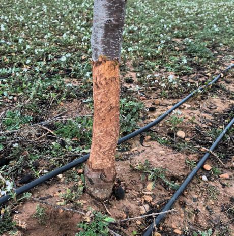 Los agricultores reclaman más medidas frente a los daños del conejo de monte