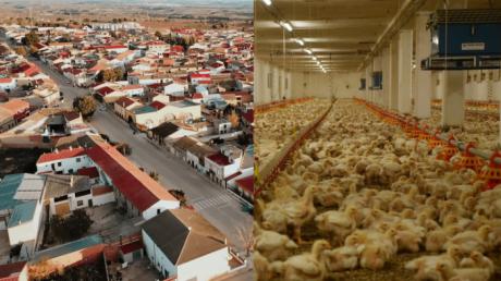 Vecinos alertan del impacto ambiental de una macrogranja avícola en El Herrumblar