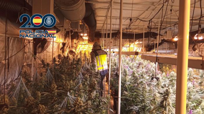 Desmantelada una red criminal dedicada al cultivo y distribución de cannabis en Valencia, Cuenca y Toledo