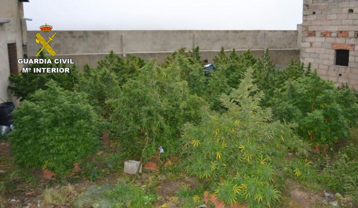 Se han intervenido un total de 37 plantas de cannabis sativa (marihuana) en fase de cultivo