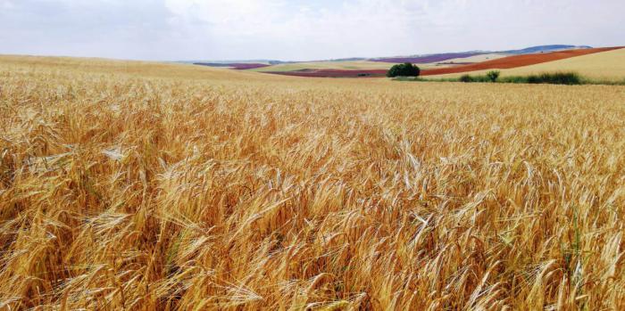 Los cereales de invierno verán recortada la superficie de cultivo en casi trescientas mil hectáreas