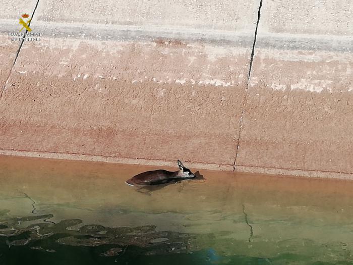 Rescatado un corzo en el trasvase Tajo-Segura