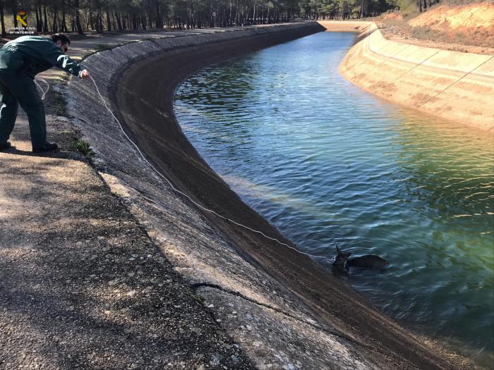 Rescatado un corzo en el trasvase Tajo-Segura