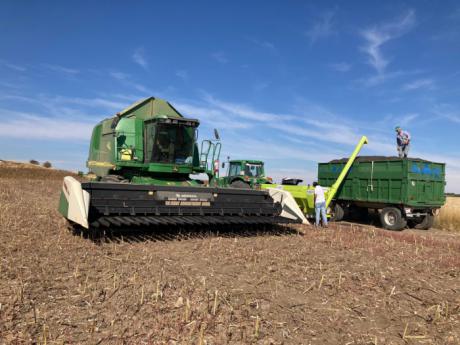 ASAJA Cuenca rechaza la actitud hacia los agricultores de las empresas que compran el girasol