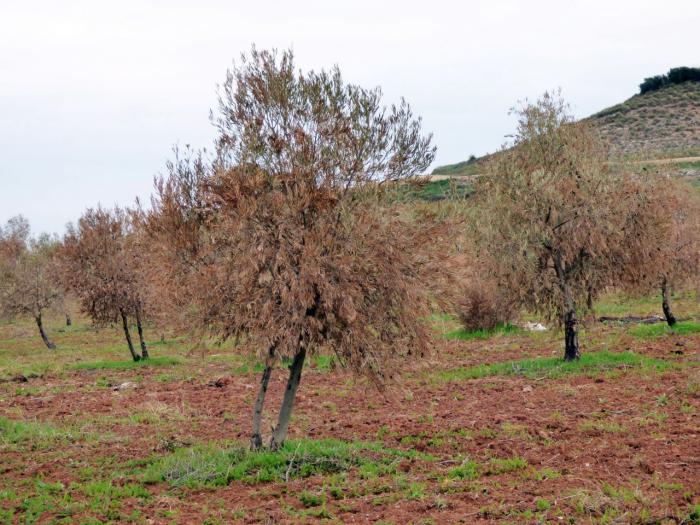 El 70 por ciento de la producción de aceituna de La Alcarria de los próximos años, en peligro por los daños que Filomena ocasionó en el olivar