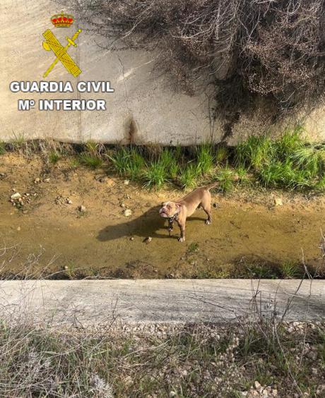 Agentes del SEPRONA rescatan a un perro atrapado en un canal de aguas en Zafra de Záncara