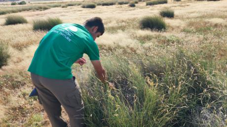 La Laguna de El Hito se consolida como referente nacional en la restauración de humedales salinos