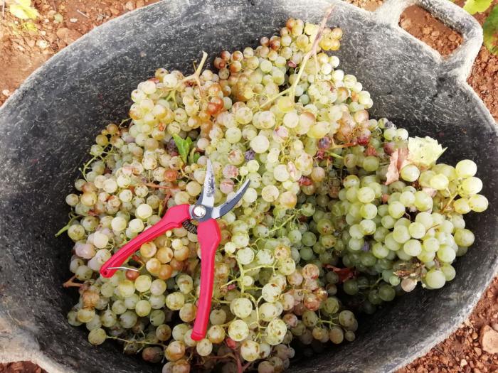 La Ruta del Vino de La Mancha, el hogar donde saciar tu hambre de otoño