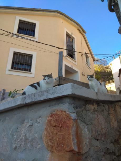 Cuenca en Marcha propone regular la protección y el control de las colonias felinas de la ciudad