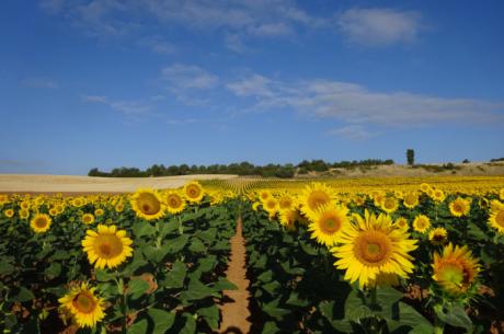Más de 50 variedades de girasol se ensayan en Arcas, Valparaíso de Abajo y Albaladejito