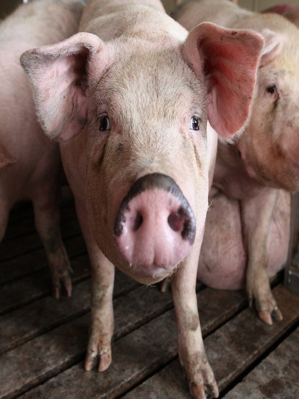 La Autorización de Impacto Ambiental de la granja porcina de Huerta de la Obispalía fue elaborada y publicada por el Gobierno de Cospedal
