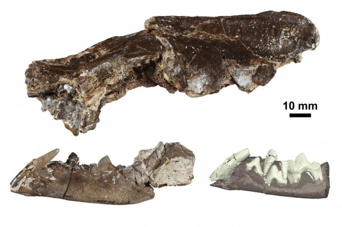 Descubren en Cuenca una nueva especie emparentada con las martas que vivió hace 16 millones de años