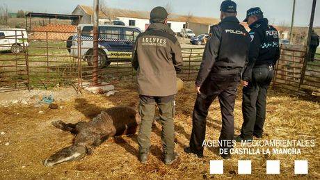 La futura Ley de Protección de Animales Domésticos podría dejar sin cobertura a los casos en el medio natural de Castilla-La Mancha