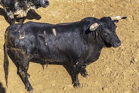 Aitor Darío El Gallo toma la alternativa con Asustado