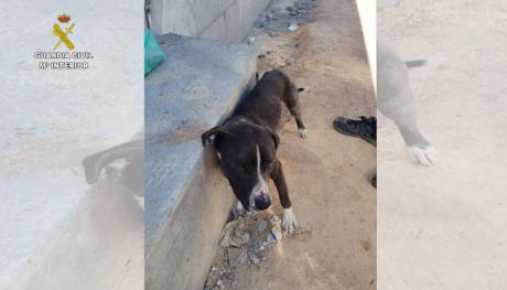 El SEPRONA esclarece el abandono de Ares, un perro atado al sol sin agua ni comida durante una ola de calor en Valdepeñas