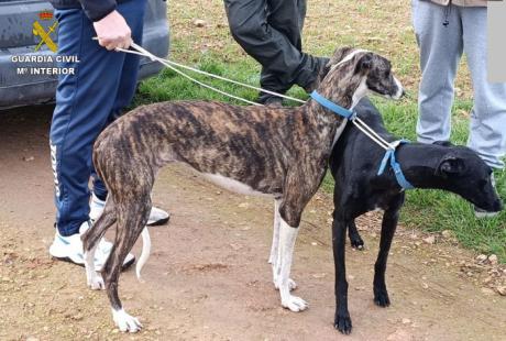La Guardia Civil desmantela un grupo criminal dedicado a la caza furtiva de liebres con galgos