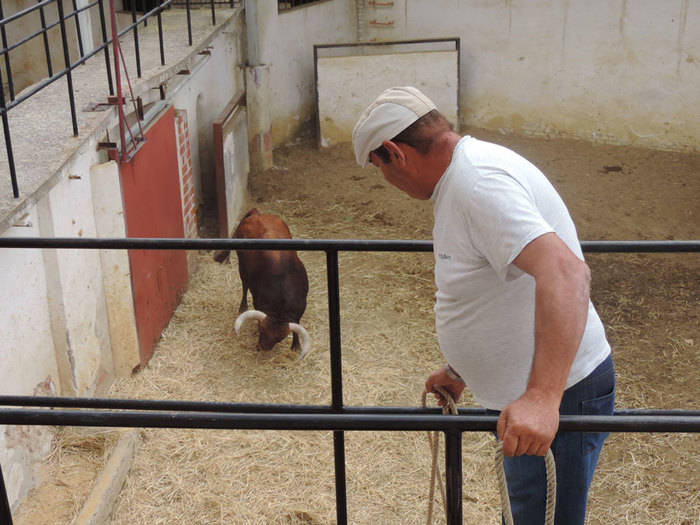 Cuatro toros de López Gibaja y dos novillos de José Vázquez para la segunda de feria