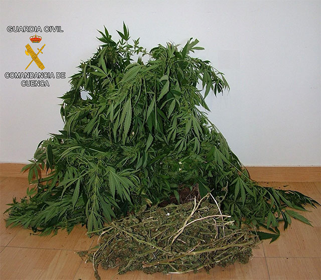 Imputada una personas en Almodóvar del Pinar por cultivar 6 plantas de marihuana
