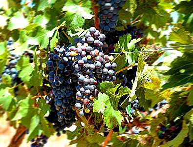 IVICU pide transparencia y simplificación burocrática en el sector