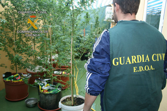 Desmantelada una plantación de marihuana en Collados